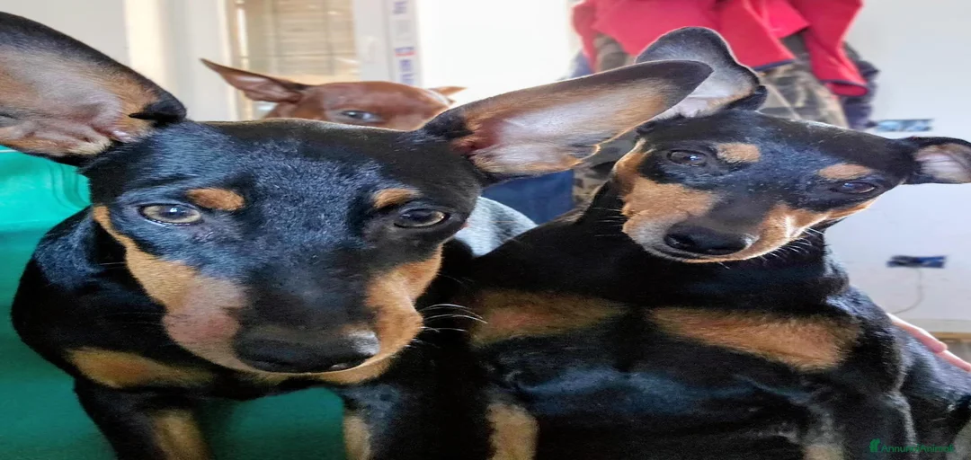 Immagine della galleria {{count}}