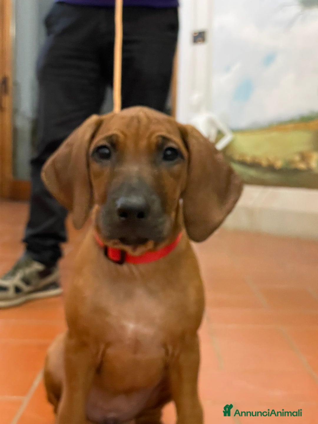 Rhodesian Ridgeback cani in vendita: Rhodesian ridgeback Alta genealogia  - Annuncio 8