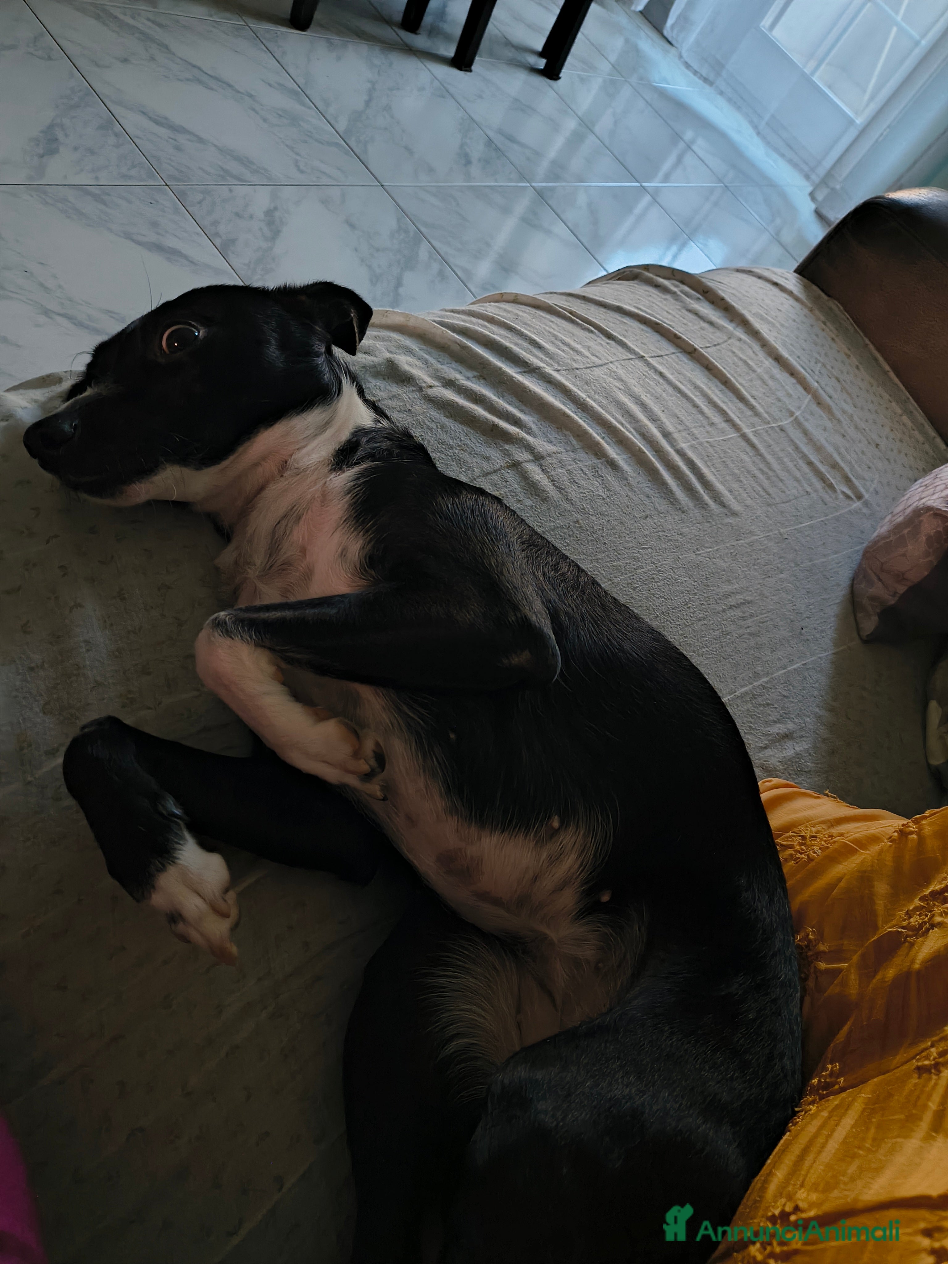 Meticcio cani Regalo - Annuncio 34