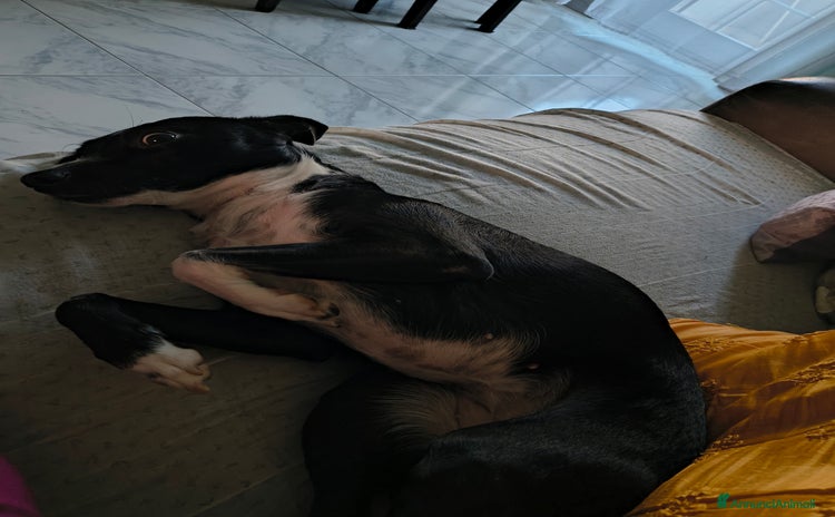 Meticcio cani - Annuncio 7