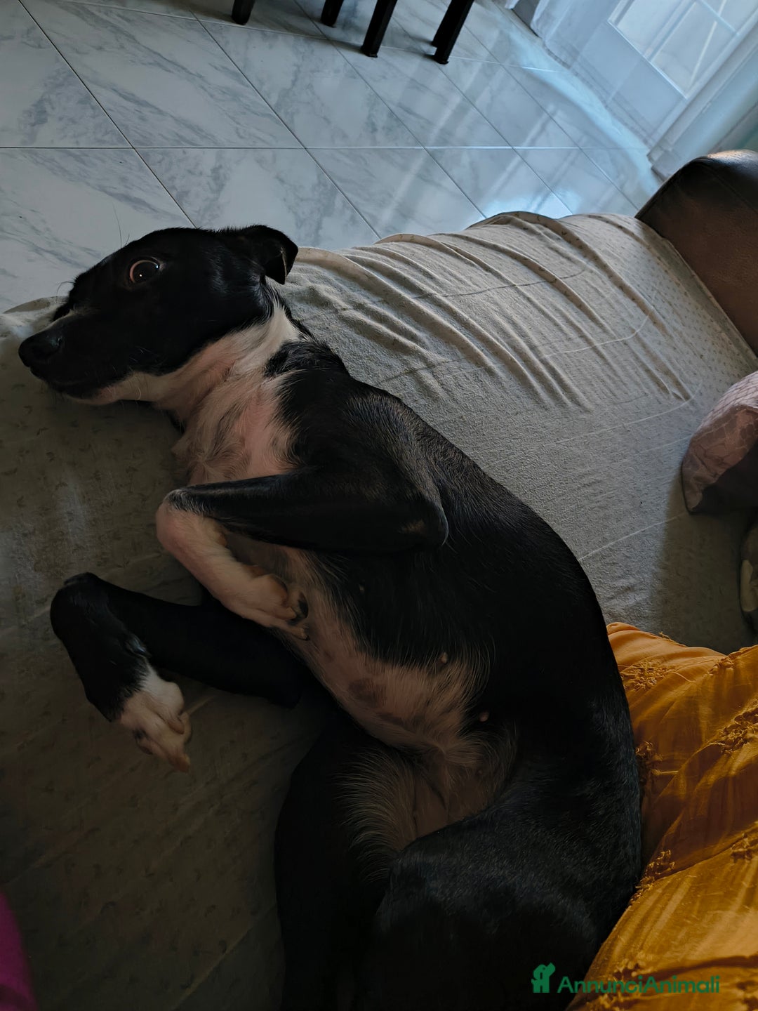 Meticcio cani in regalo: Regalo - Annuncio 1