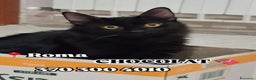 Europeo gatti in regalo: Chocolat 🤎 - Annuncio 3