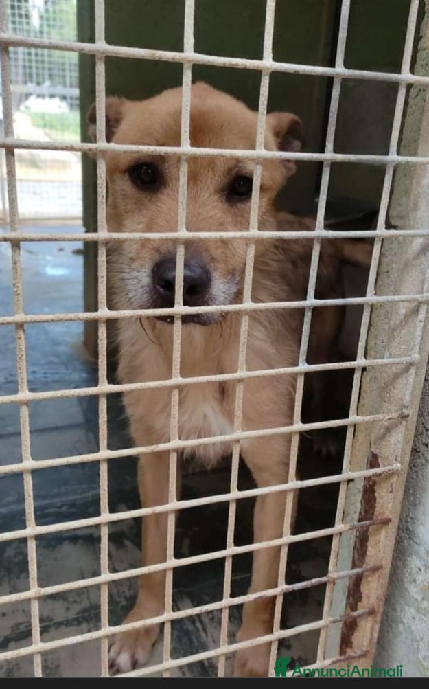 Meticcio cani Baffo 8anni medio grande nessuno l ha scelto!PUGLI a Città metropolitana di Milano - Annuncio 42