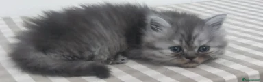 Persiano 2