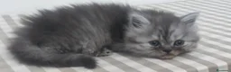 Persiano gatti in vendita: Cuccioli persiani  - Annuncio 5