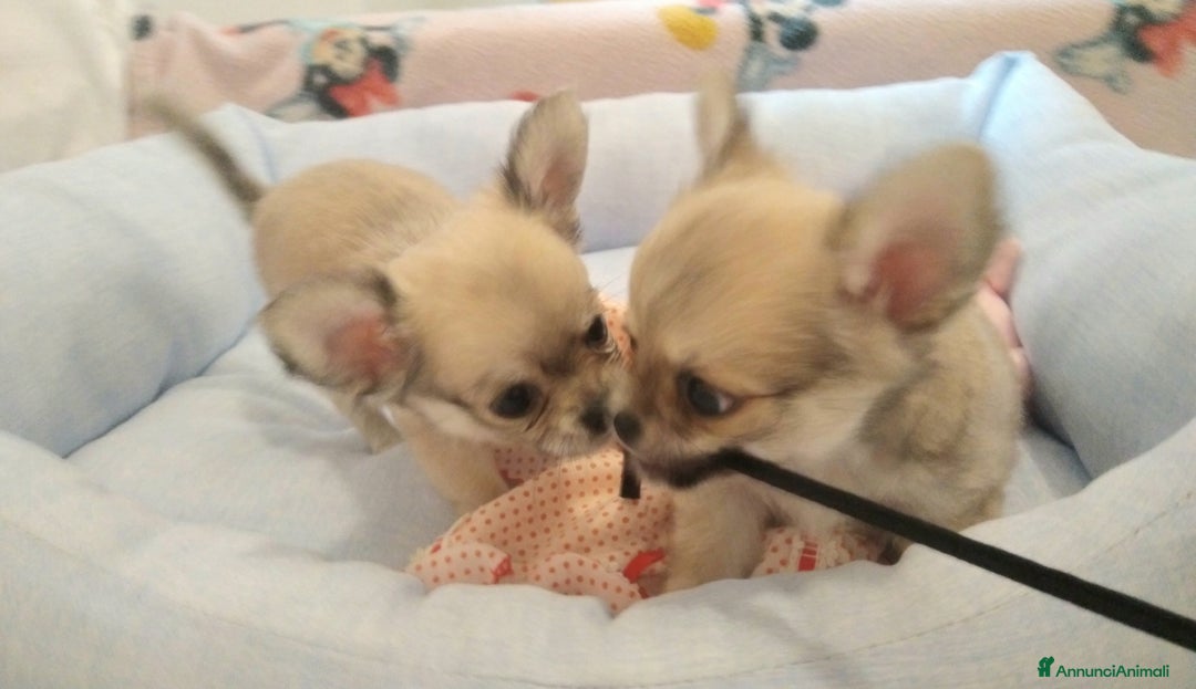 Chihuahua cani in vendita: Cuccioli Chihuahua a pelo lungo con Pedegree Enci  - Annuncio 8