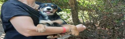 Meticcio cani in regalo: MAGNUM HA BISOGNO DI UNA CASA E TANTO AMORE - Annuncio 2