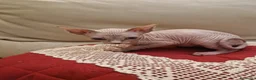 Sphynx gatti in vendita: Cuccioli Pshynx a Provincia di Prato - Annuncio 7