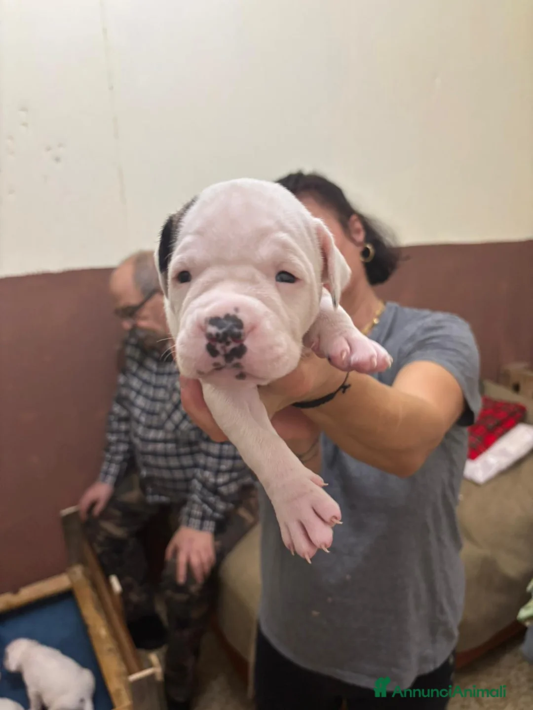 American Bully cani in vendita: BULLDOG AMERICANI - Annuncio 11