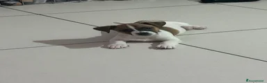 Jack Russell 1