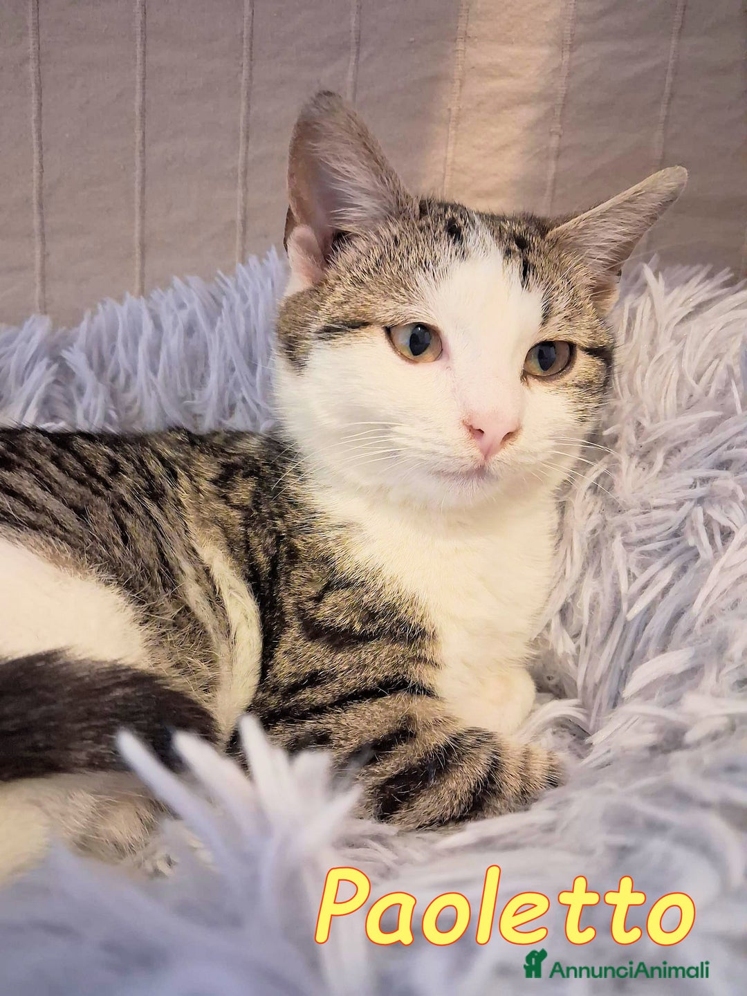 Europeo gatti in regalo:   PAOLETTO 💔 ADOZIONE URGENTE - Annuncio 4