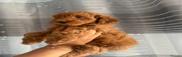 Barboncino cani in vendita: Meravigliosi cuccioli di Barbone nano Red  - Annuncio 10