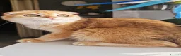 Scottish gatti in vendita: Scottish Fold  - Annuncio 2