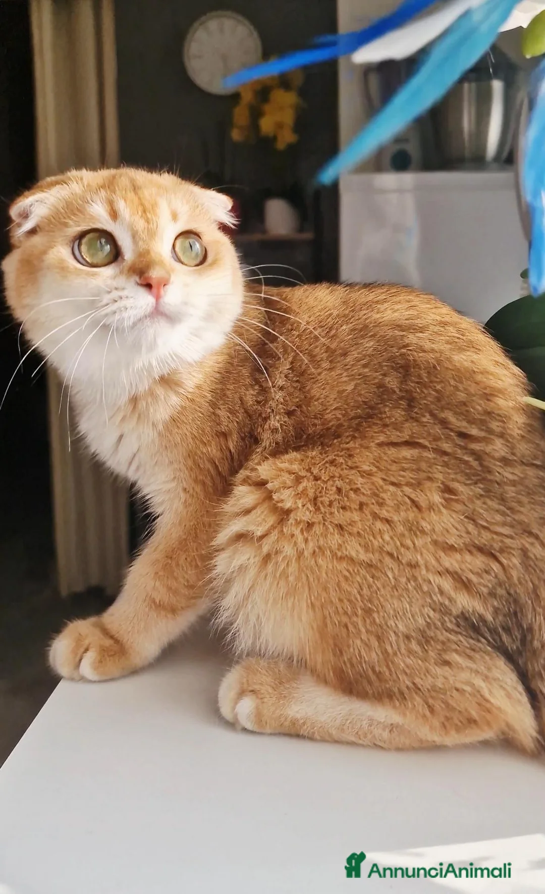 Scottish gatti in vendita: Scottish Fold  - Annuncio 2