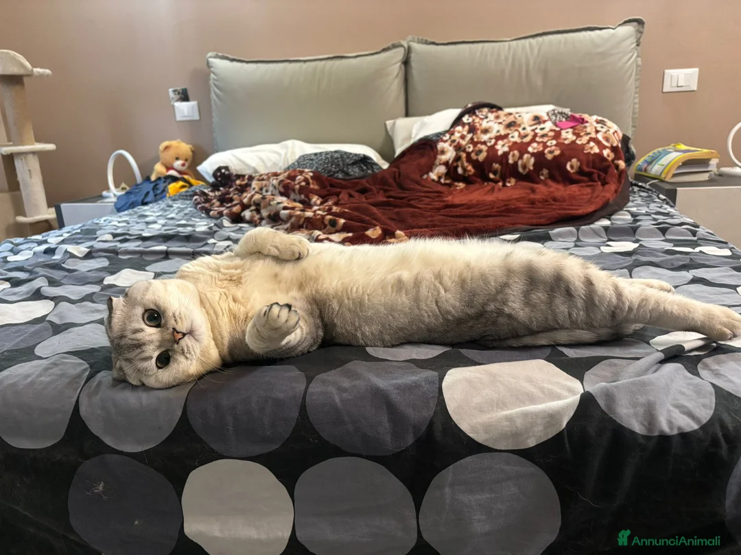 Immagine della galleria {{count}}