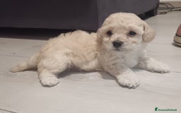 Maltese cani in vendita: Cuccioli maltipoo a Città Metropolitana di Torino - Immagine 8