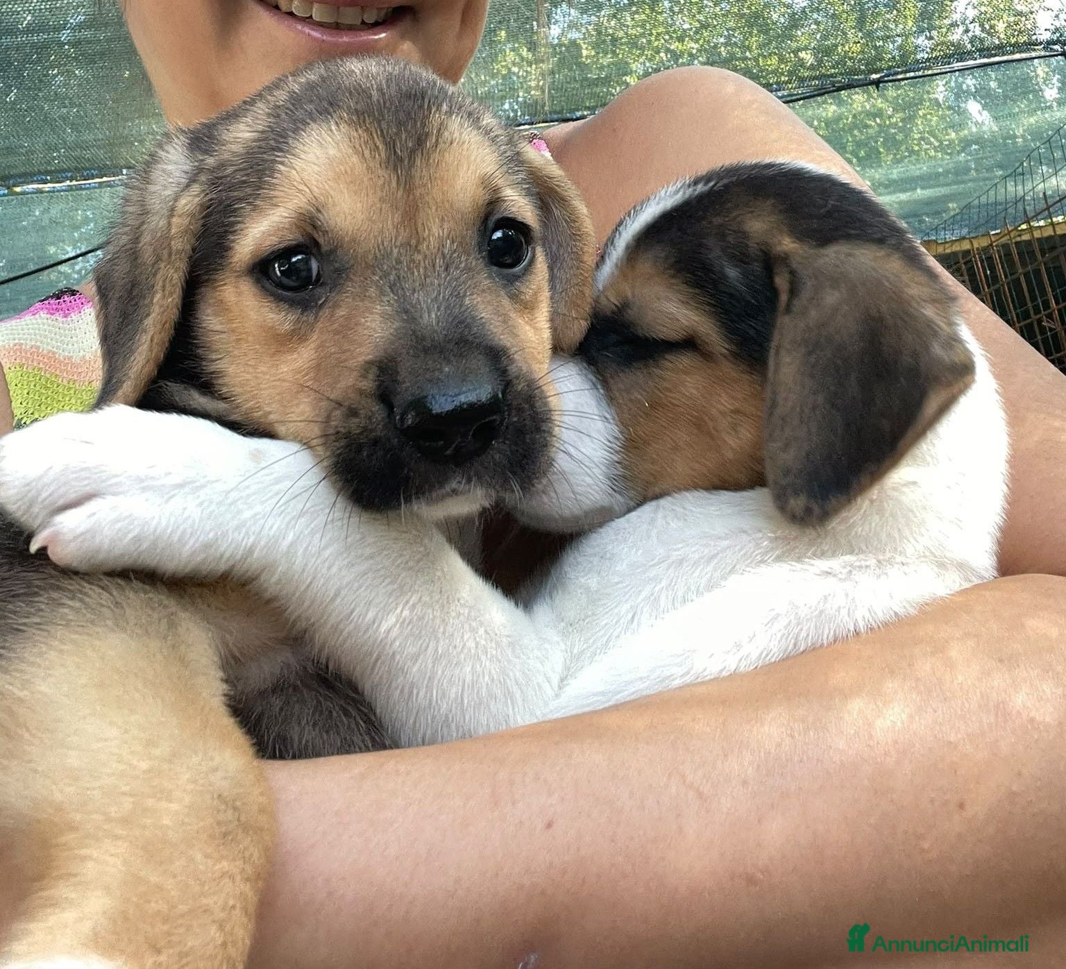 Meticcio cani IL DOLCE TARZAN - Annuncio 29
