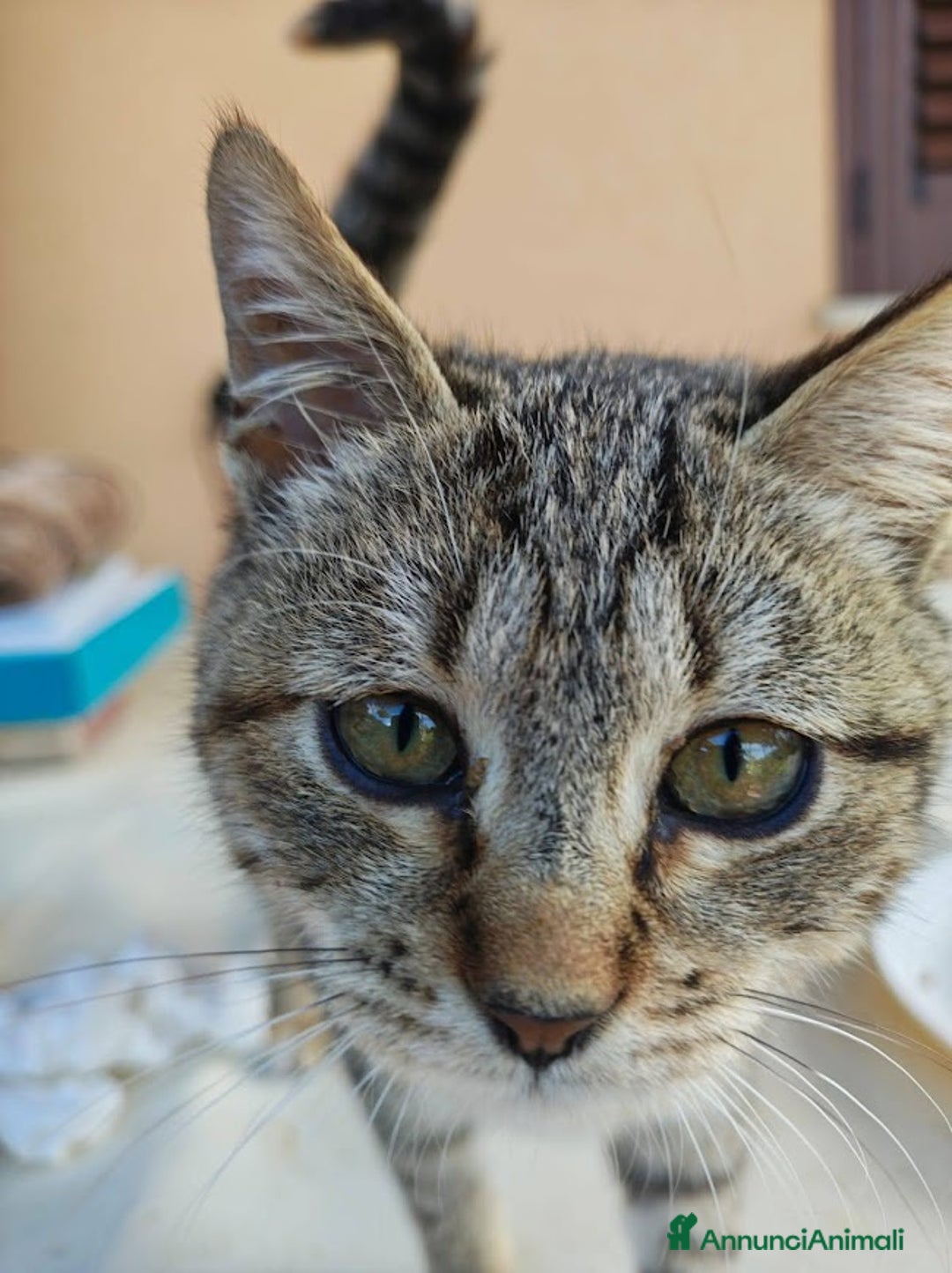 Europeo gatti in regalo: PALLINA, piccola micina di soli 3 mesi - Annuncio 7