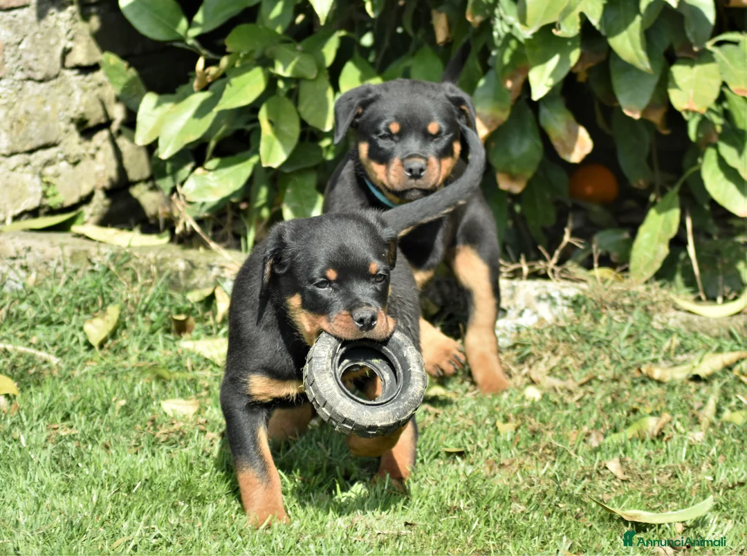 Rottweiler cani in vendita: CUCCIOLI ROTTWEILER CON PEDEGREE - Annuncio 1