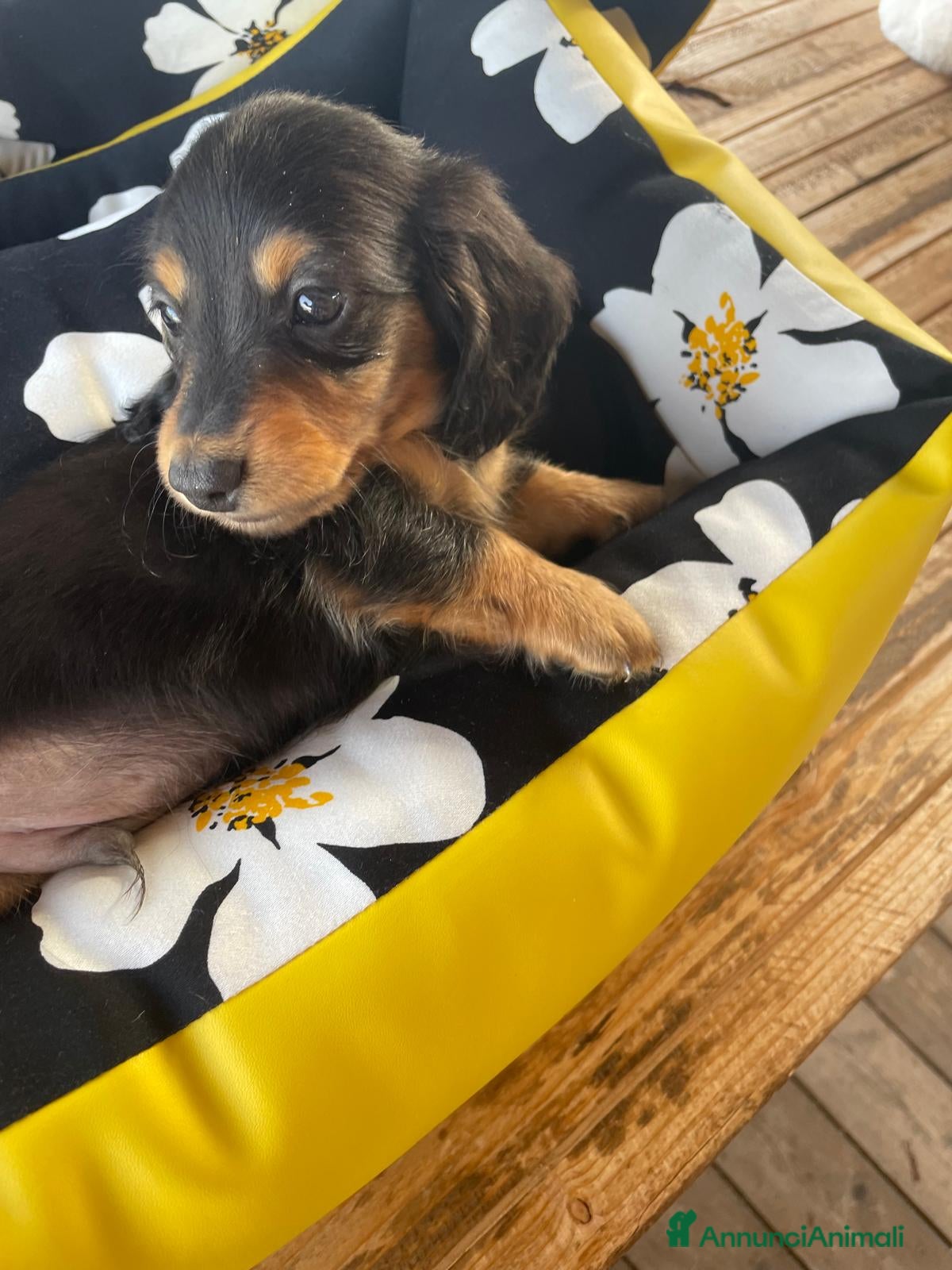 Bassotto cani Ultimo mashieto nero focato - Annuncio 2