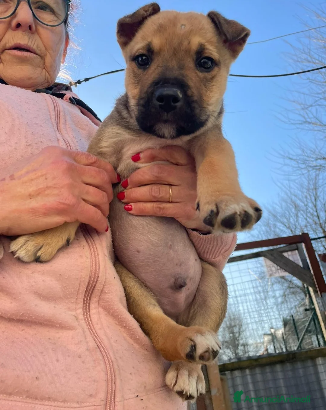 Meticcio cani in regalo: TENERO CUCCIOLO MIX AMSTAFF - Annuncio 1