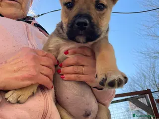 Meticcio cani TENERO CUCCIOLO MIX AMSTAFF - Annuncio 19