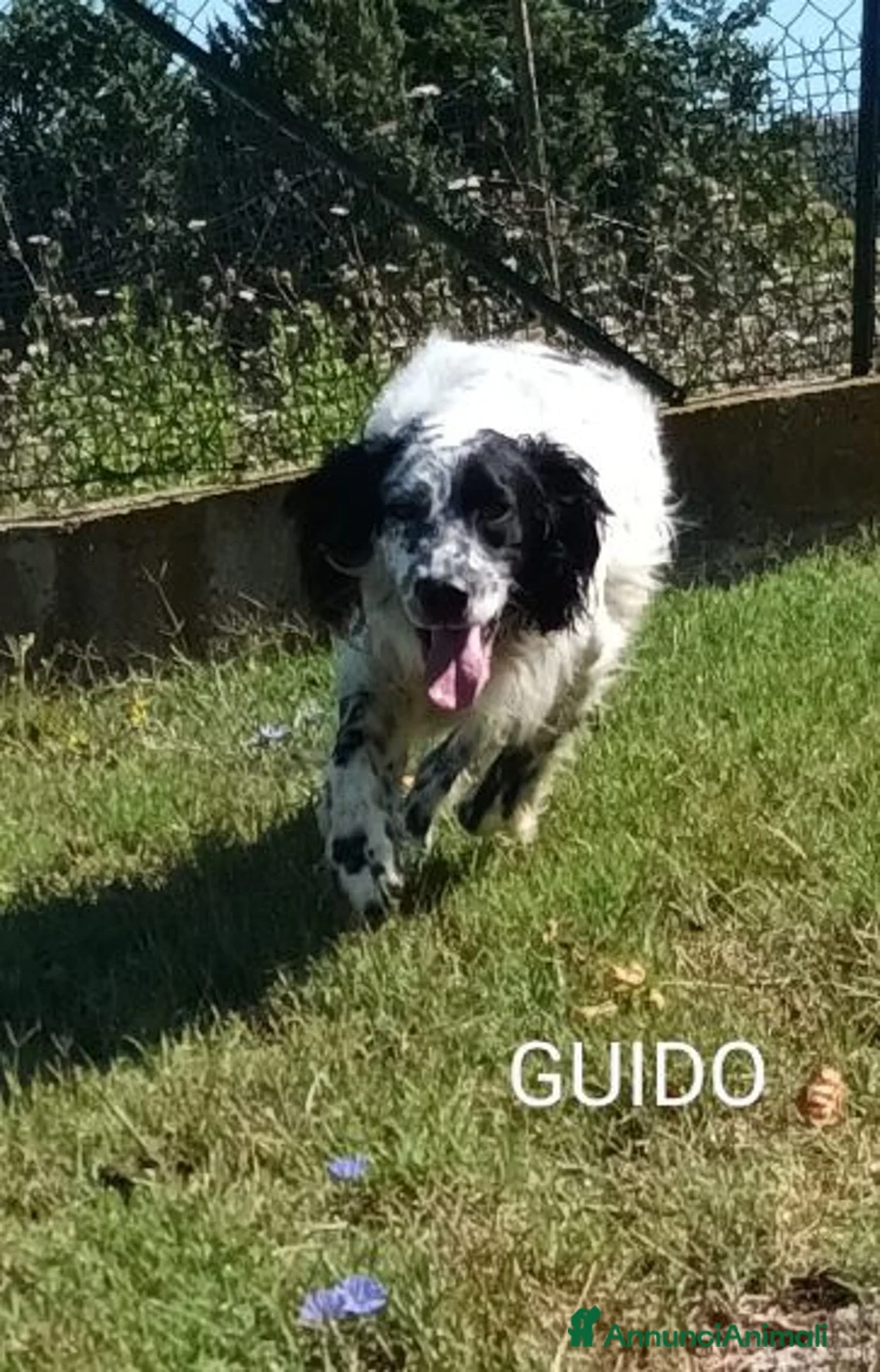 Setter Inglese cani in regalo: GUIDO simpatico -ama correre! - Annuncio 5