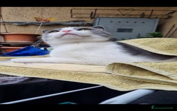 Scottish gatti per accoppiamento: Mia cerca fidanzato a Città metropolitana di Milano - Immagine 1