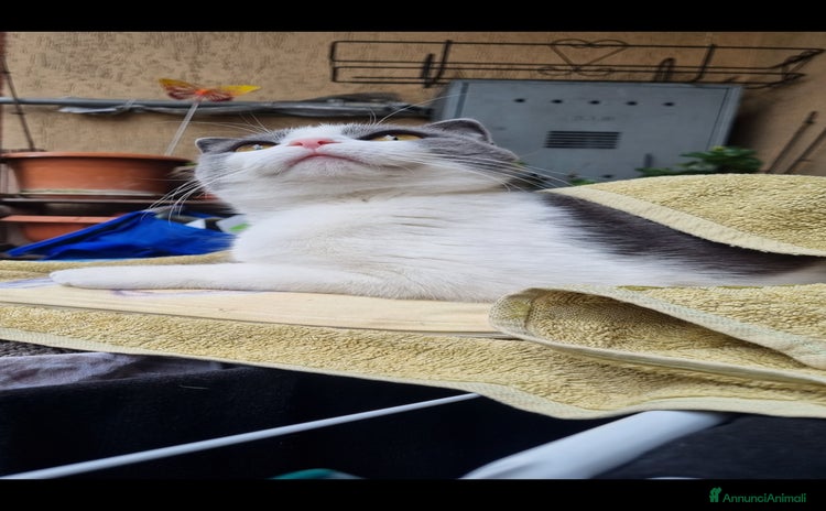Scottish gatti a Città metropolitana di Milano - Annuncio 9