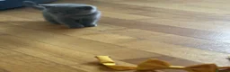 Scottish gatti in vendita: Cucciolata Scottish-British - Annuncio 10