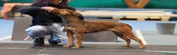 Pitbull cani in vendita: ULTIMI 3MASCHIETTI DI PITBULL UKC CON PEDIGREE - Annuncio 5