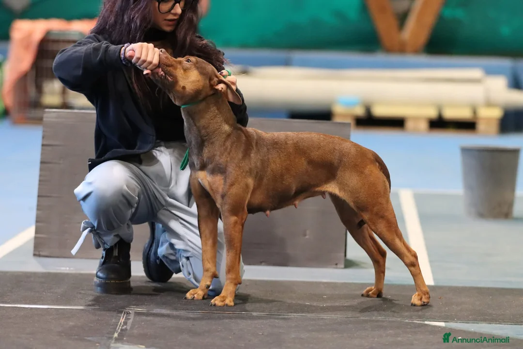 Pitbull cani in vendita: ULTIMI 3MASCHIETTI DI PITBULL UKC CON PEDIGREE - Annuncio 5