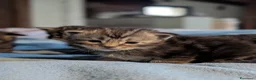 Maine Coon gatti in vendita: Cuccioli Maine Coon meravigliosi - Annuncio 3