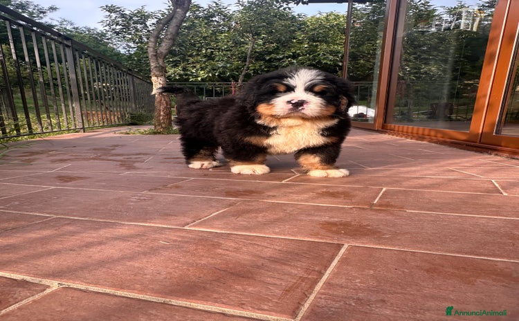 Bovaro del Bernese cani a Provincia di Arezzo - Annuncio 3