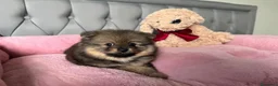 Volpino Pomerania cani in vendita: Cuccioli di Pomerania - Annuncio 16