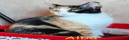 Europeo gatti in regalo: 🧡 ALBA  DOLCE GATTINA CERCA CASA  a Città metropolitana di Roma Capitale - Annuncio 5