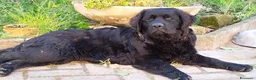 Labrador cani in vendita: Prenotazioni aperte - LABRADOR RETRIEVER - Annuncio 1