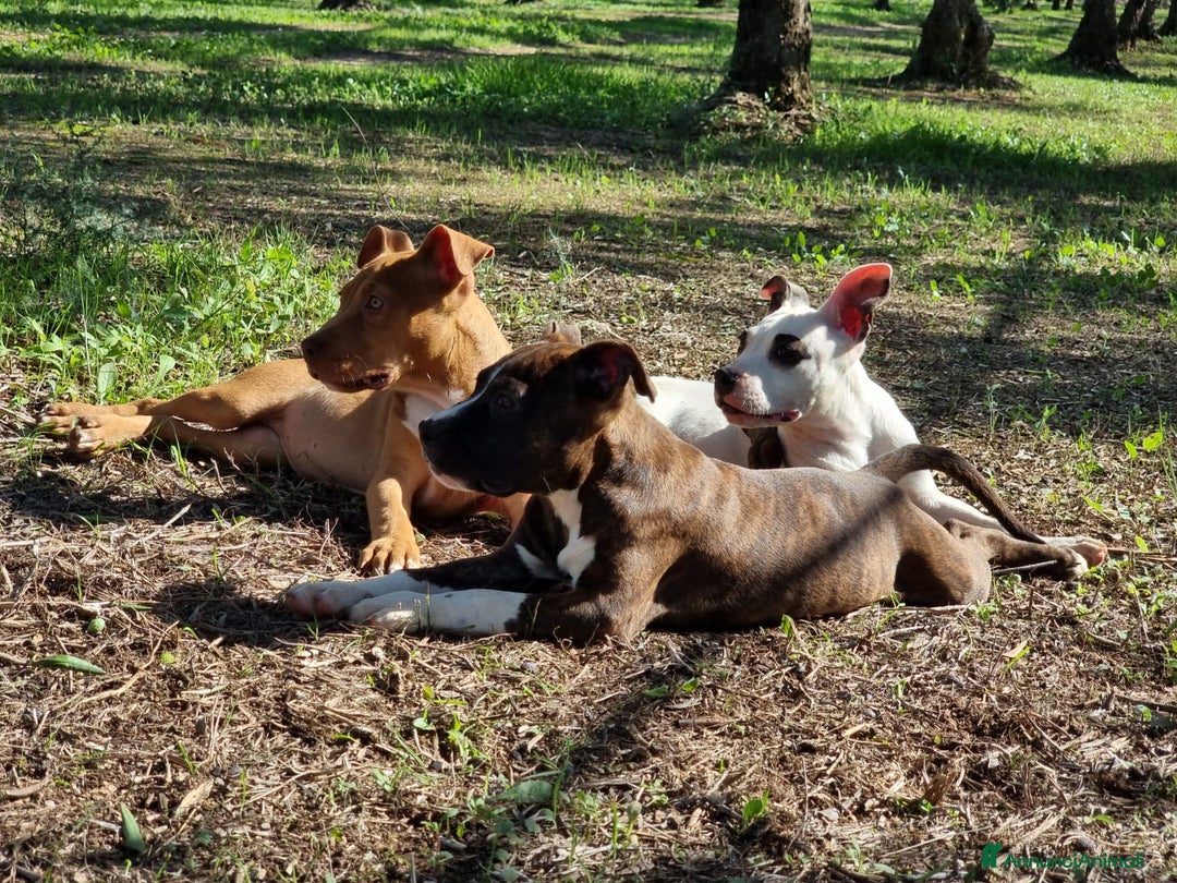 American Staffordshire cani in vendita: Cuccioli Amstaff Pedigree Bari Lecce Taranto a Città Metropolitana di Bari - Annuncio 1