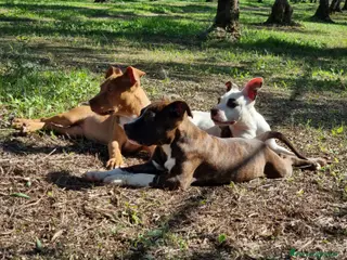 American Staffordshire cani Cuccioli Amstaff Pedigree Bari Lecce Taranto a Città Metropolitana di Bari - Annuncio 14