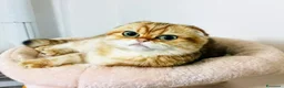 Scottish gatti in vendita: Scottish disponibili  a Provincia di Reggio Emilia - Annuncio 9