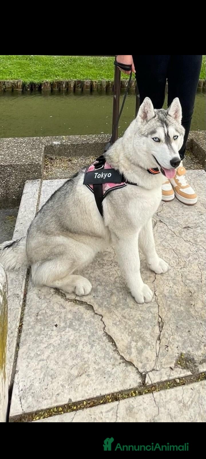 Husky cani Cuccioli siberian husky  - Annuncio 18
