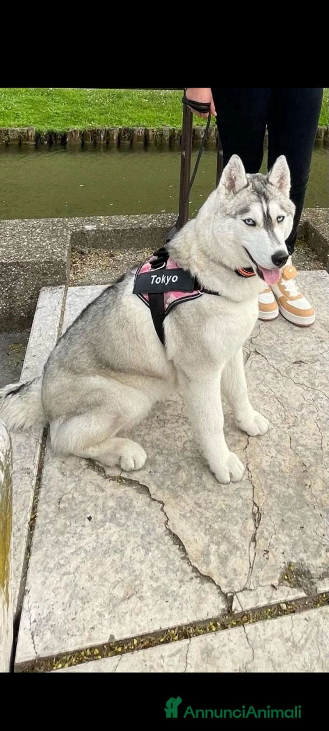 Husky cani in vendita: Cuccioli siberian husky  - Annuncio 1