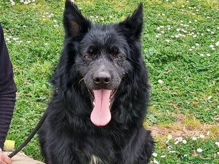 Meticcio cani NERONE TRADITO DA CHI PIU' AMAVA - Annuncio 1