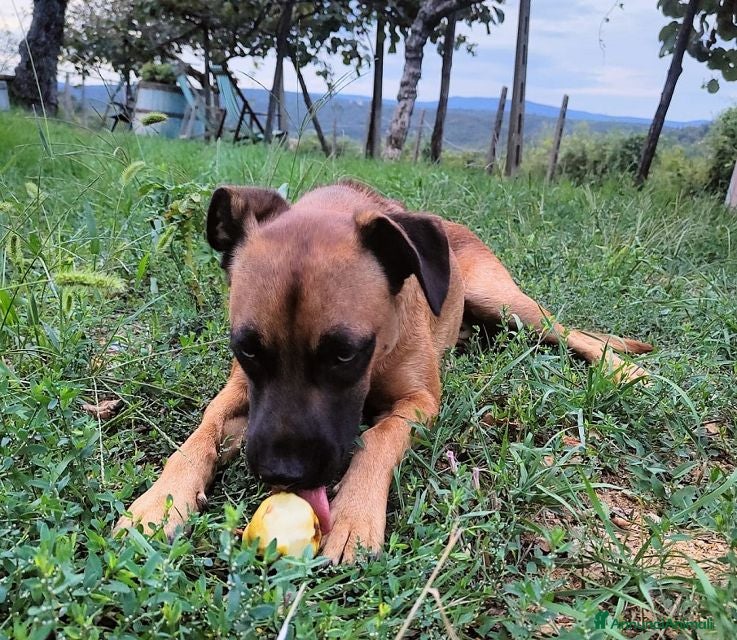 Meticcio cani BLU sui 2-3anni buono con le persone! No cani - Annuncio 19