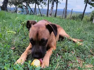 Meticcio cani BLU sui 2-3anni buono con le persone! No cani - Annuncio 19