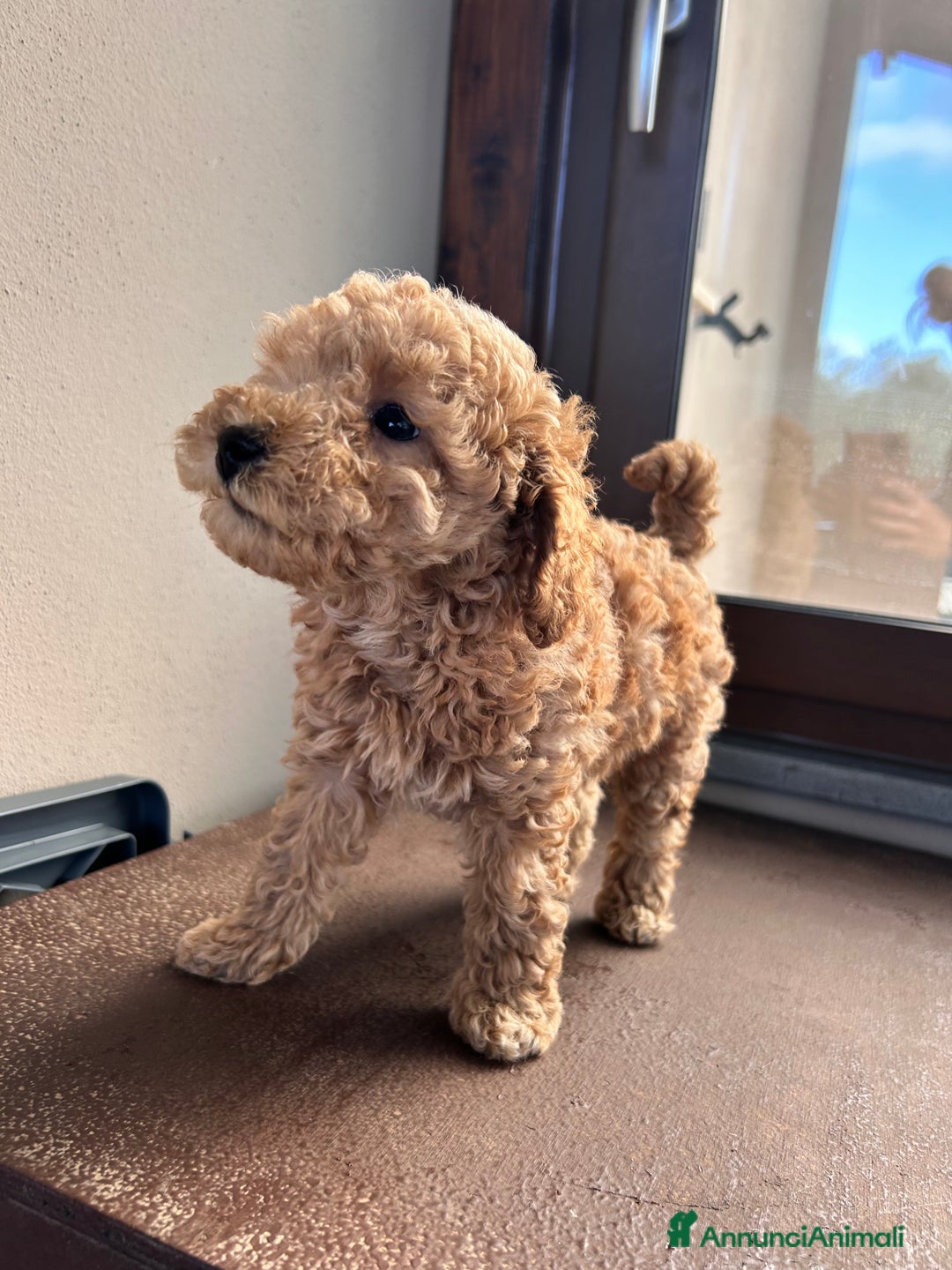 Barboncino Toy cani in vendita: Barboncino Toy  - Annuncio 3