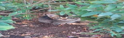 Europeo gatti in regalo: Cuccioli di gatto europeo tigrati - Annuncio 5
