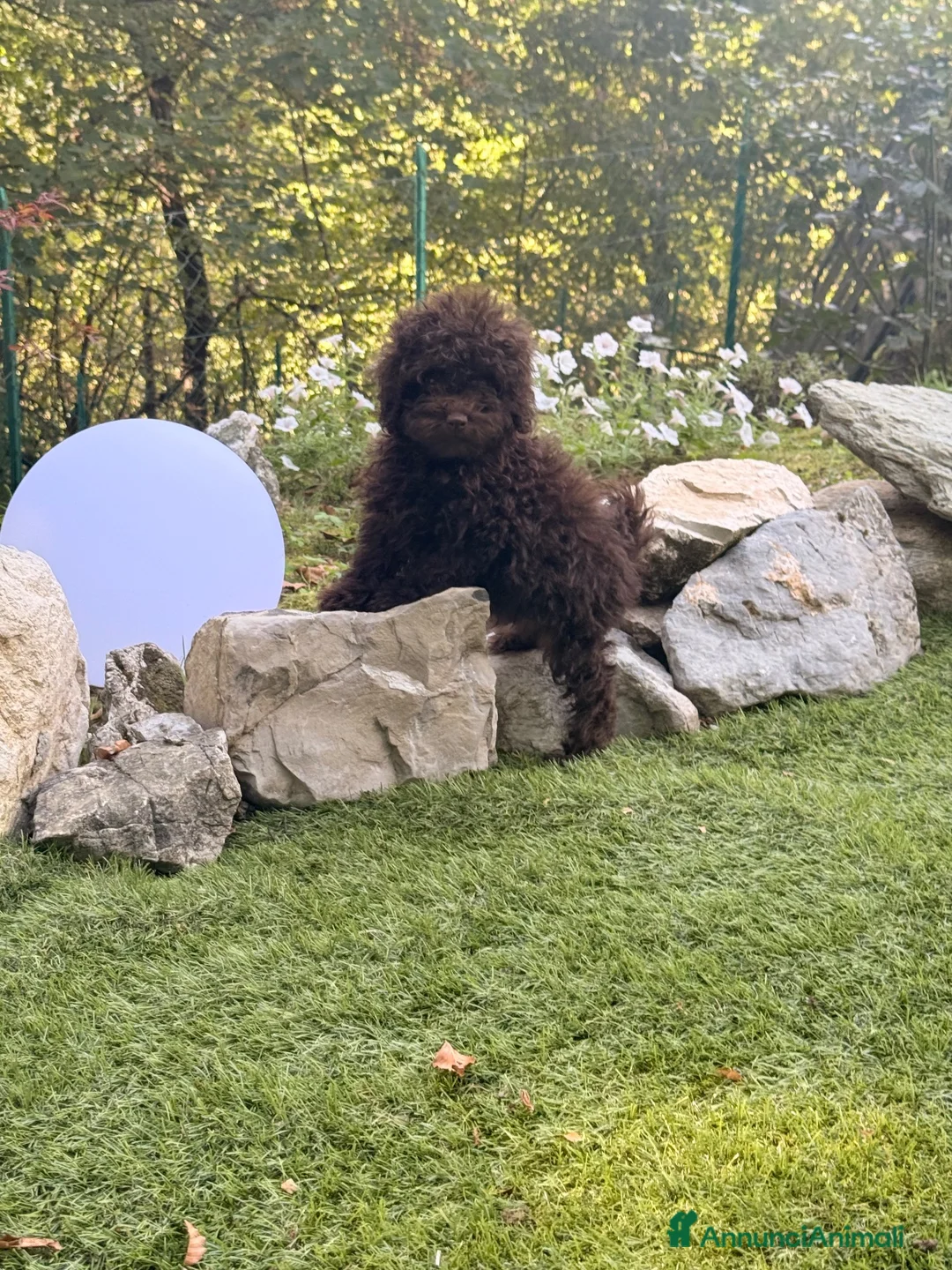 Barboncino cani in vendita: Cucciolo di barboncino  - Annuncio 2