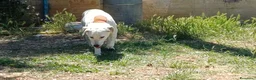 Meticcio cani in regalo: Lulù cagnolina meravigliosa - Annuncio 6