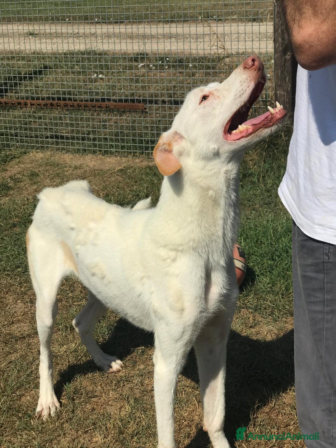 Labrador cani in regalo: Help per Blanko derivato labrador  a Provincia di Latina - Immagine 3